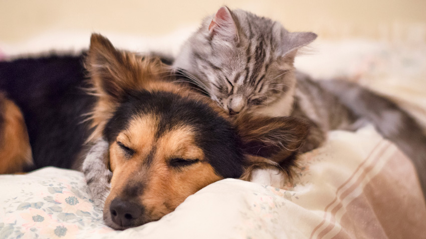Cat Owners Contemplate Differences Between Cats and Dogs