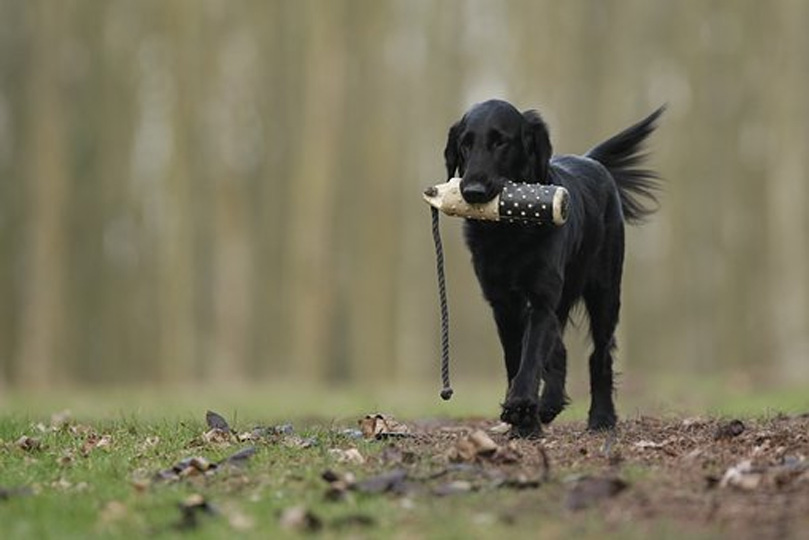 Determining The Best Accessories For Your Dog