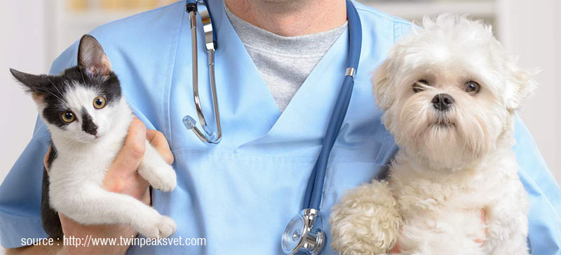 Veterinarians Add To The Life Of The Pet