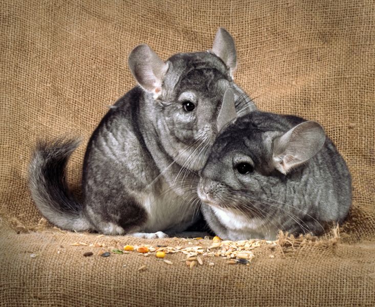 Chinchilla - Pets on Company