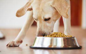 Feeding a Dog Dry Dog Food - You Need to Know the Danger of Fillers
