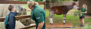 Tips on Becoming a Zookeeper