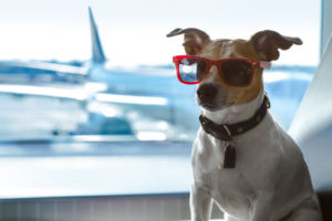Airline Requirements When Traveling With Pets