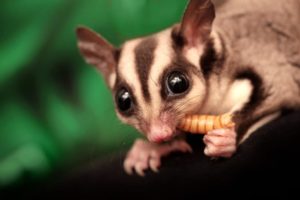 Some Reasons Why Sugar Glider Prices Are Fairly Low for an Exotic Pet
