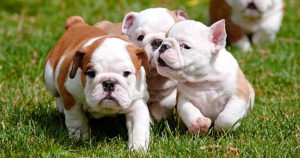 Things to Consider When Selecting a Purebred or Designer Puppy For a Pet