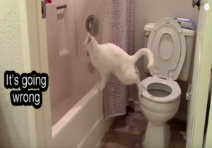 TOILET TRAINING FOR CATS