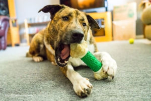 Pet Supply Stores Feature Food, Treats And Toys For Your Pet