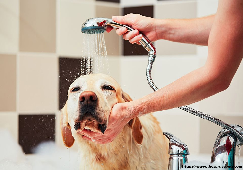 Dog Accessories - What is Important For Dog Grooming?