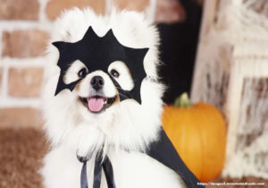 Pet Costumes - Ruin Your Pet This Halloween