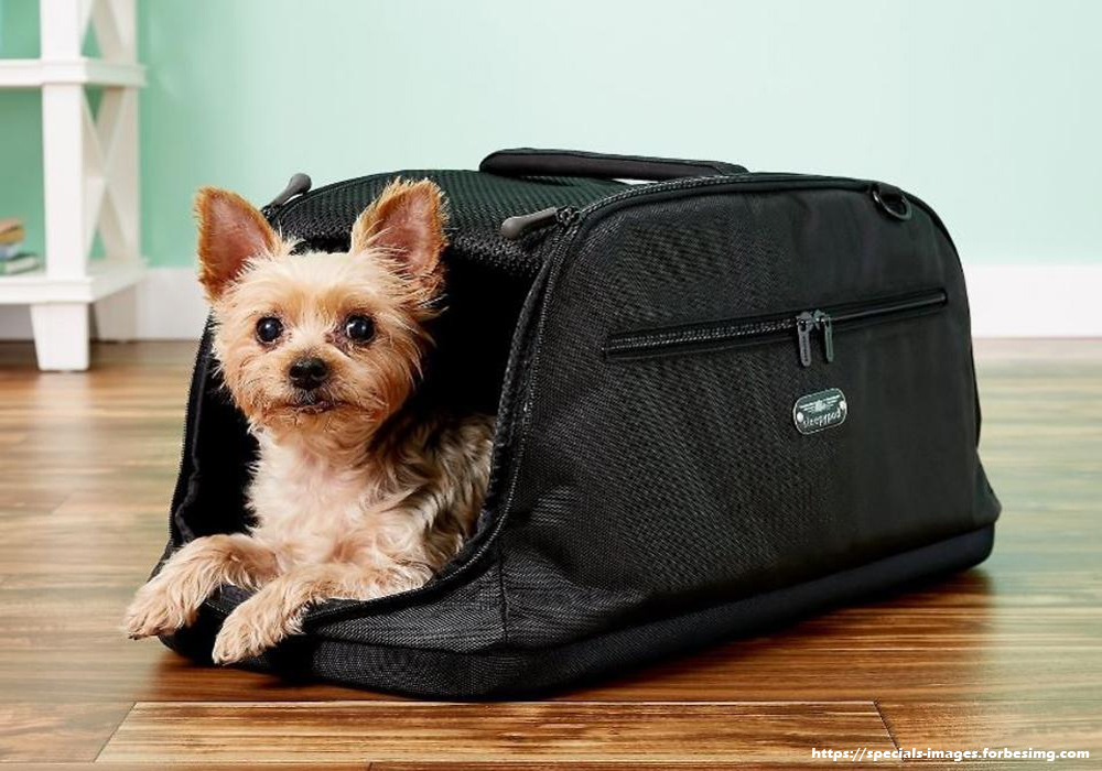 Small Dog Accessories Needed for Traveling