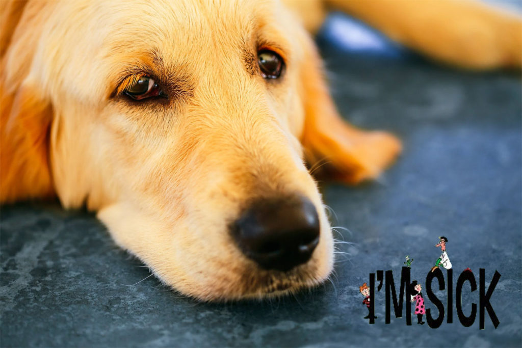 What to Do If Your Dog Falls Unwell?