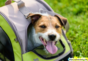 Choosing the Right Pet Carrier for Your Dog