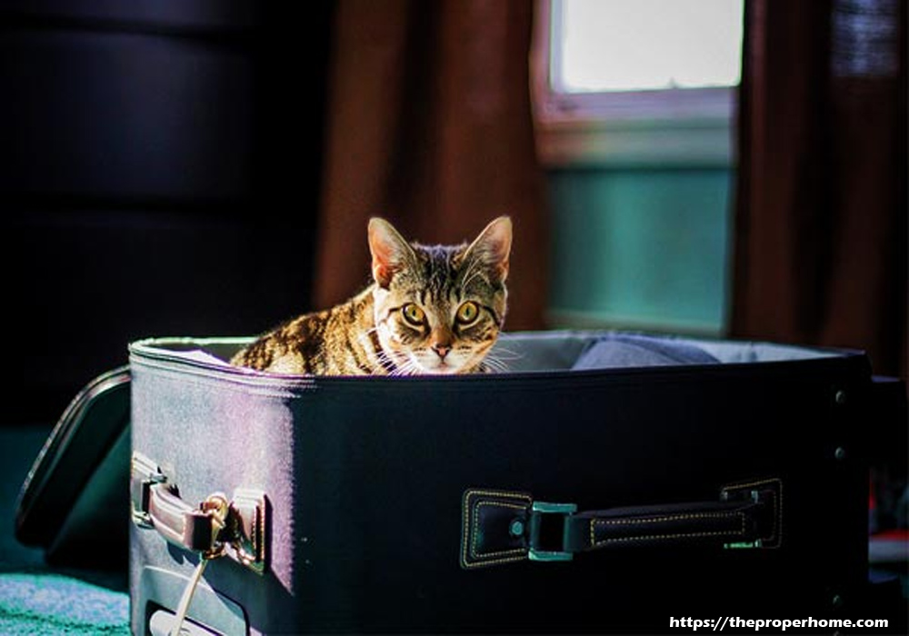 Choosing the Right Pet Carriers for Traveling