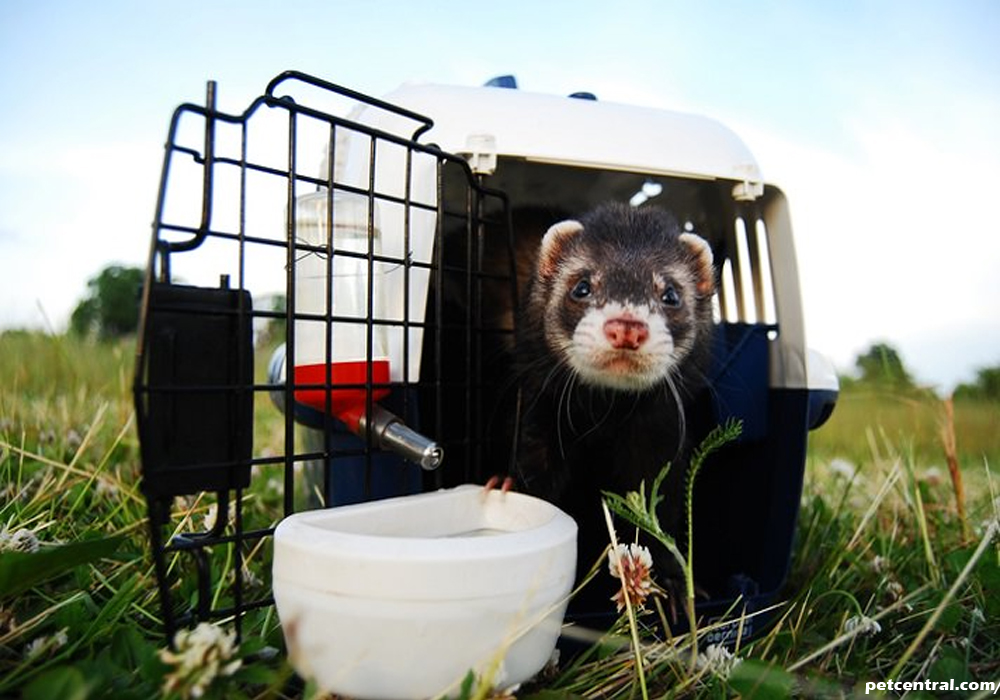 Pet Carrier