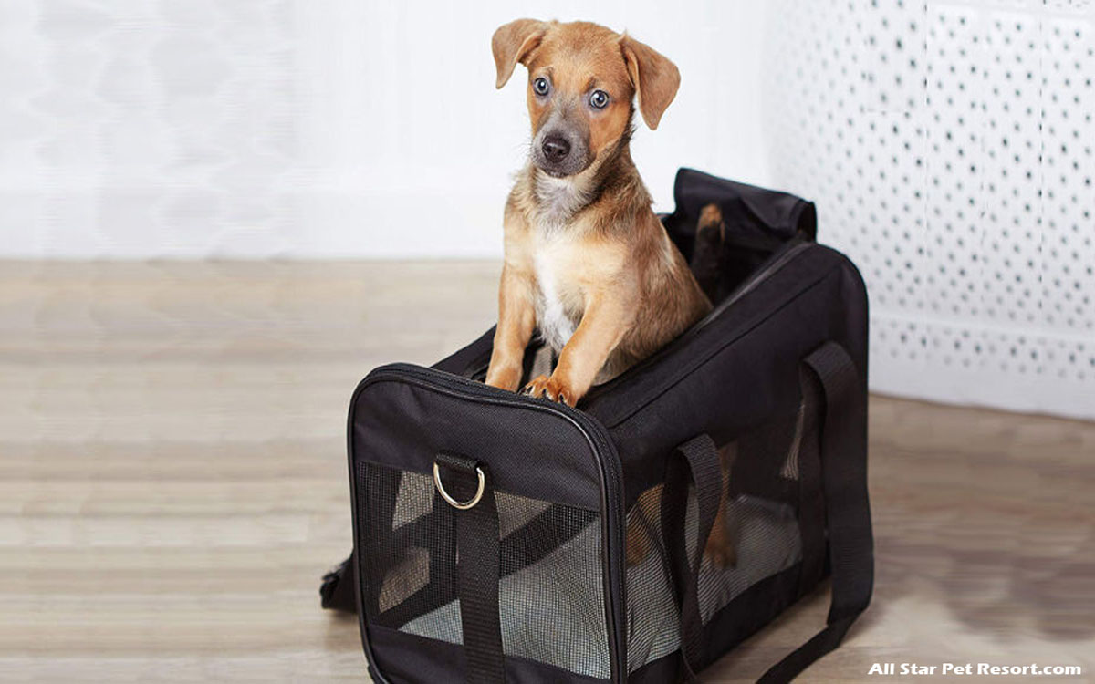 The Truths About Pet Carriers