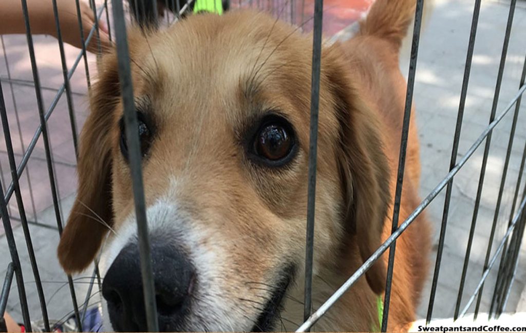 Bringing Awareness to Animal Adoption