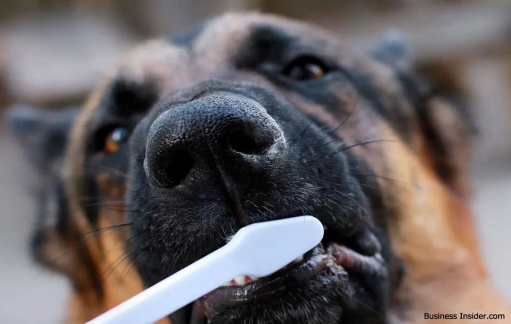 Buying Wholesale Pet Supplies Made Easy