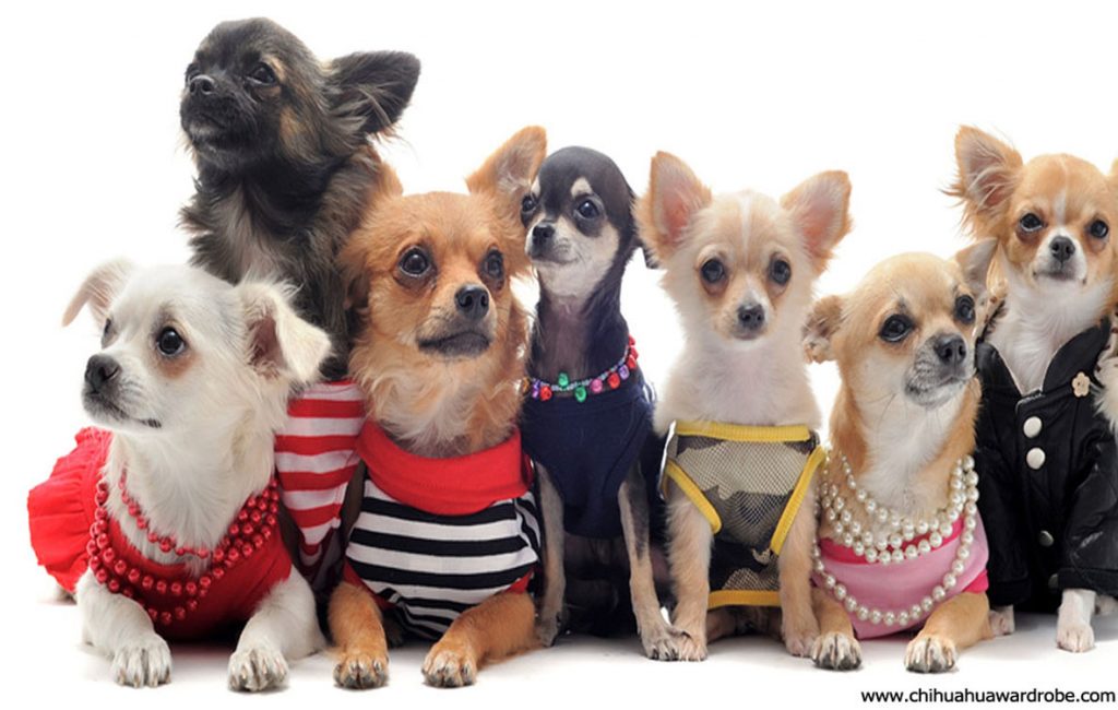 Buying Pet Apparel