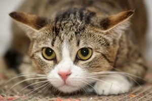 Health Issues You Can Prevent With CBD Oil Cat Treats