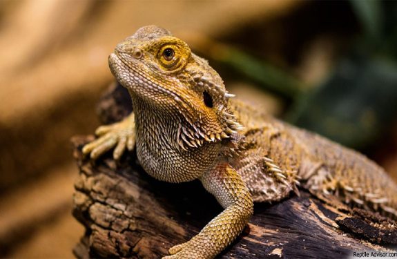 Buying What You Need for Your Reptile Pets