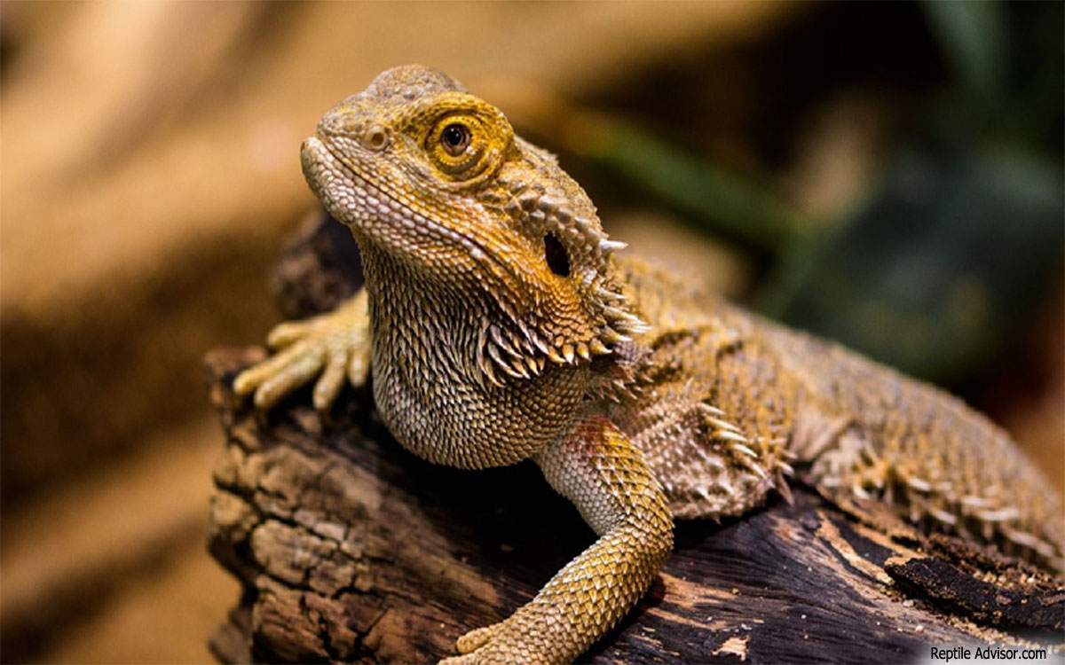 Buying What You Need for Your Reptile Pets