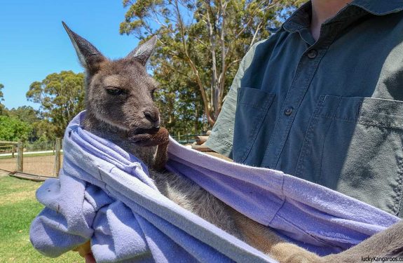 Can You Have a Pet Kangaroo?