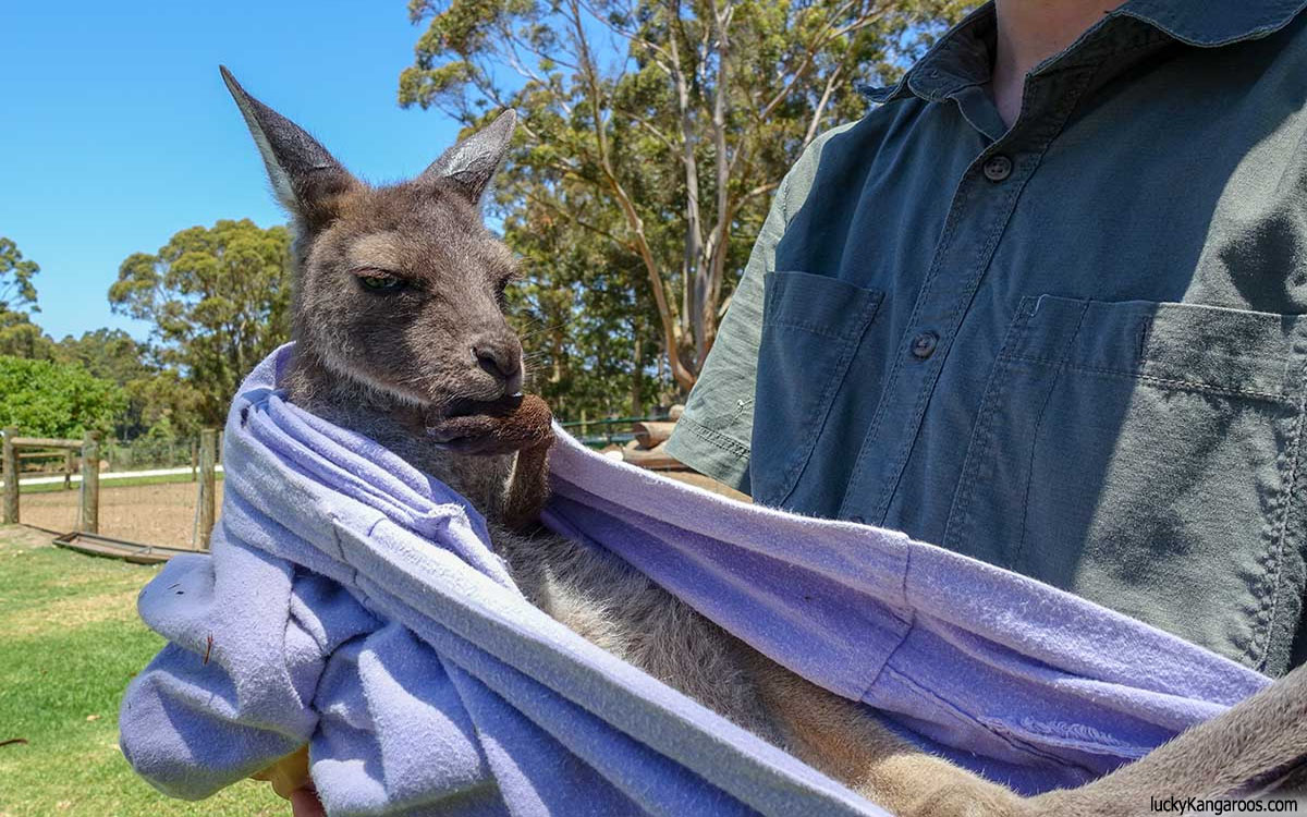 Can You Have a Pet Kangaroo?