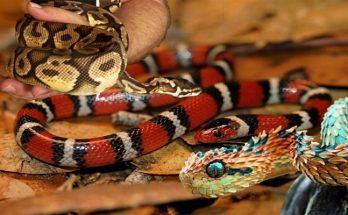 Exotic Pets - Snakes