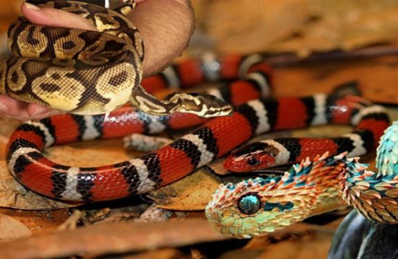 Exotic Pets - Snakes