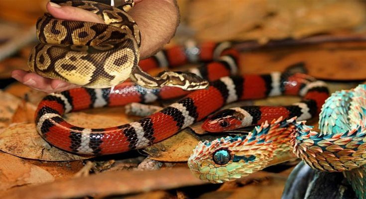 Exotic Pets - Snakes
