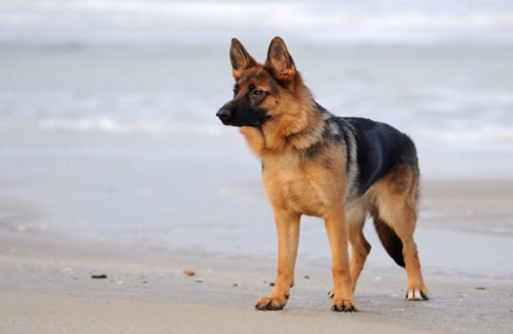 What German Shepherd Owners Want You to Know