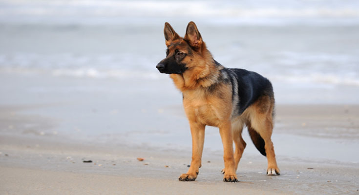 What German Shepherd Owners Want You to Know