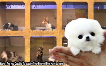 Pet Store - Are you Capable To acquire Your Beloved Pets Have to have