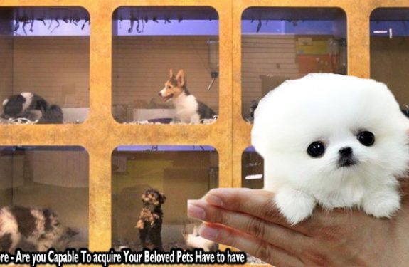 Pet Store - Are you Capable To acquire Your Beloved Pets Have to have