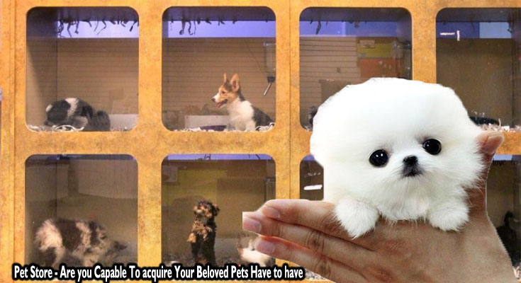 Pet Store - Are you Capable To acquire Your Beloved Pets Have to have