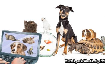 What to Appear for When Choosing a Pet Store