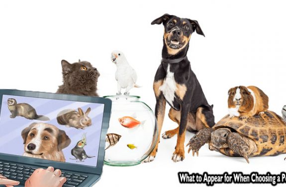 What to Appear for When Choosing a Pet Store