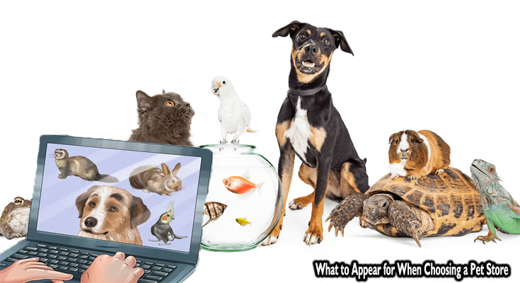 What to Appear for When Choosing a Pet Store