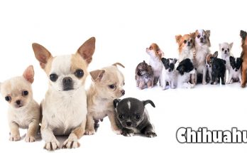 What Happened to your Chihuahua? A Compact Dog Rescue Update