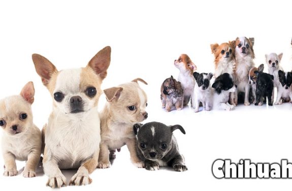 What Happened to your Chihuahua? A Compact Dog Rescue Update