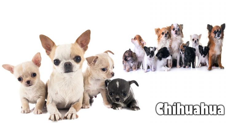 What Happened to your Chihuahua? A Compact Dog Rescue Update