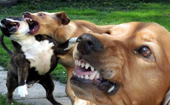 Intense Pet Actions - How to Quit Aggressive Actions in Canine