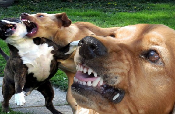 Intense Pet Actions - How to Quit Aggressive Actions in Canine