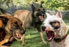 Tips on how to Fix Dog Aggression