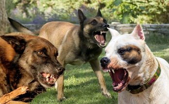Tips on how to Fix Dog Aggression