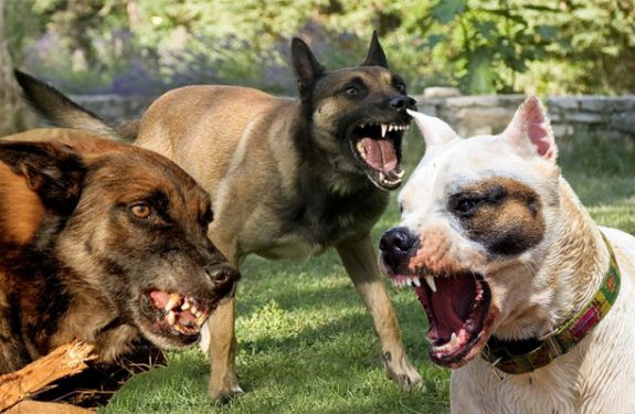 Tips on how to Fix Dog Aggression