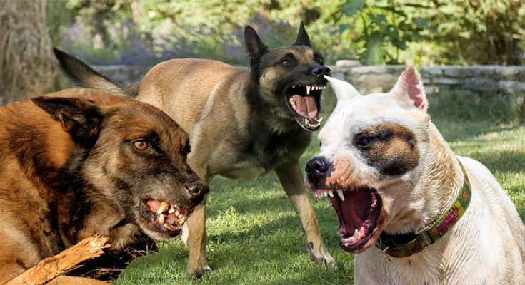 Tips on how to Fix Dog Aggression