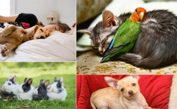 Best pets to have in an American House