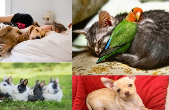 Best pets to have in an American House