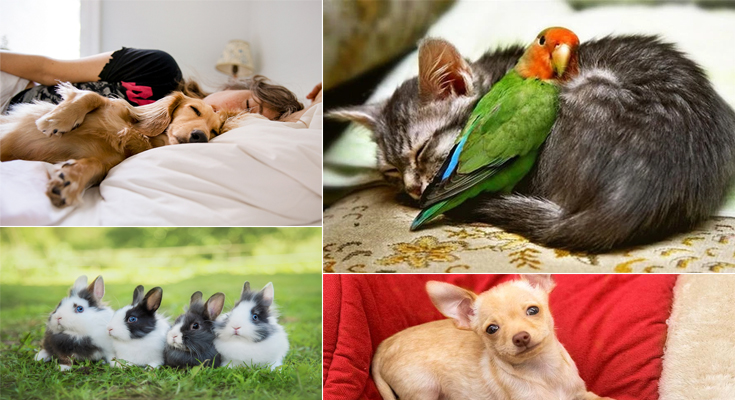 Best pets to have in an American House